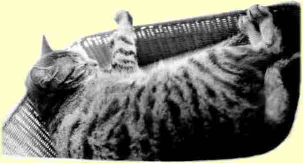  chief cat 15k  jpg 